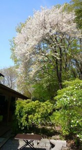 11148445_902746843081096_8369438222951412013_n