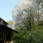 日曜はお遊び茶会です。