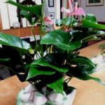 帰国したら・・・♪