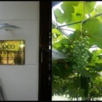 今日はお客様です＾＾